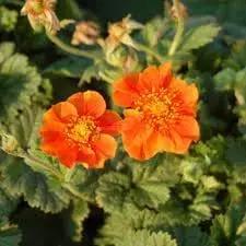 Geum Flower Seeds for Garden Planting - NON GMO Seeds Dhara Seeds