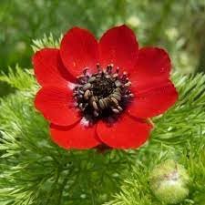 Adonis Flower Seeds for Garden Planting - 100 pcs