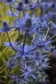 Eryngium Plant Seeds for Garden - NON GMO Seeds Dhara Seeds