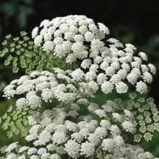 Zanahoria Silvestre Flower Seeds for Planting – Heirloom, Non-GMO, Organic Wild Carrot for planting in your garden.