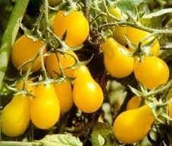 Pear Tomato Vegetable Seeds for Planting