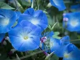 Giant Moon Flower Seeds for Garden Planting - NON GMO Seeds Dhara Seeds