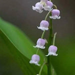 White Purple Bell Orchid Flower Seeds for Planting - NON GMO Seeds for planting in home garden