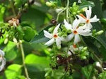 Jasmine flower seeds - NON GMO Seeds Dhara Seeds