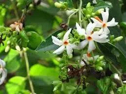 Jasmine flower seeds - NON GMO Seeds Dhara Seeds