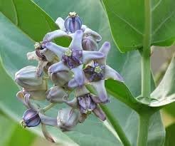 Gigantea Flower Seeds for Planting - 100