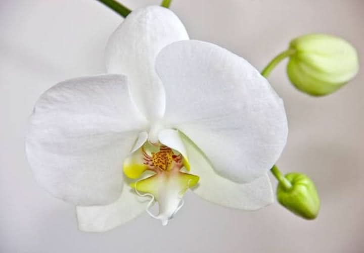 Butterfly Orchid Flower Seeds for Planting,