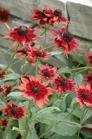 Black Eyed Susan Flower Seeds for Planting - NON GMO Seeds Dhara Seeds