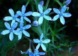 Rare Tweedia Flower Seeds for Planting - 100