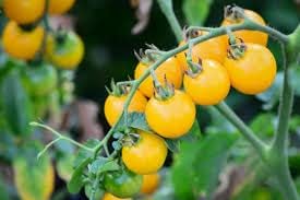 Cherry Tomato Heirloom Non Gmo Image