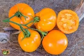 Moonglow Heirloom Tomato Seeds for Planting