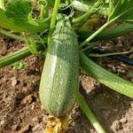 Courgette Cucurbita pepo seeds for garden planting