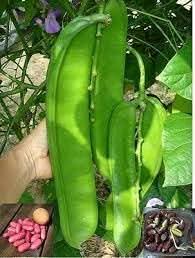 Canavalia Gladiata Vegetable Seeds for Planting