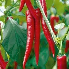Pepper Chili Vegetable Seeds for Planting