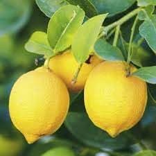 Eureka lemon fruit seeds for citrus trees