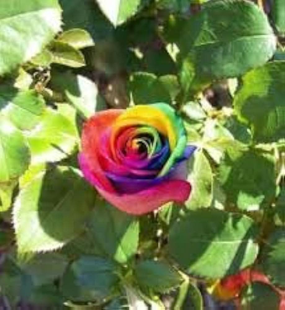 Rainbow Rose Rosa Hybrida Purple Flower Seeds for decorative Planting in garden spaces
