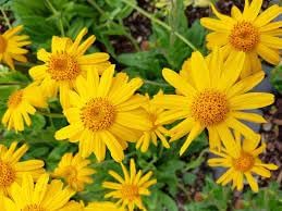 Fresh Arnica Flower Seeds for Planting - 100 seeds for planting in home garden