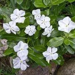 Castor flower seeds - NON GMO Seeds Dhara Seeds