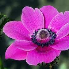Anemone Flower Seeds for Planting - 100 pcs for planting in your garden.