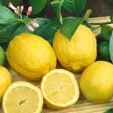 Eureka Lemon Grafted Fruit Seeds for Planting - Delicious Citrus Trees, Heirloom Seeds for Home Garden