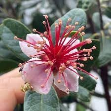 Feijoa Sellowiana Flower Seeds for Planting - 100 pcs