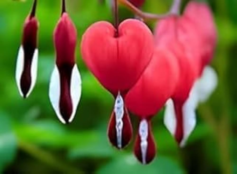Red Dicentra Spectabilis Flower Seeds for Planting