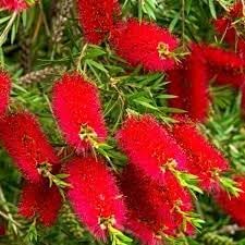 BottleBrush Flower Seeds for Planting, Heirloom, Non-GMO, 100 for planting in home garden