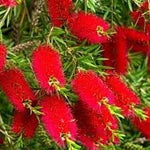 BottleBrush Flower Seeds for Planting, Heirloom, Non-GMO, 100 for planting in home garden
