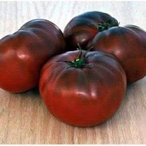 Maroon Red Tomato Solanum lycopersicum for planting in home garden