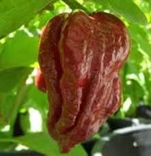 Moruga Scorpion Pepper Vegetable Seeds for Planting