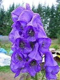 Eisenhut Flower Seeds for Planting, Unique Blooms, 100 pcs for planting in your garden.