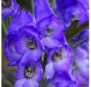 Aconite Flower Seeds for Planting - 100 seeds for planting in home garden