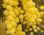 Mimosa Flower Seeds for Garden - NON GMO Seeds Dhara Seeds