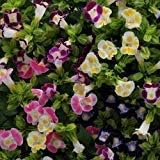 Mix Fournieri Flower Seeds for Planting - 100 seeds for planting in home garden
