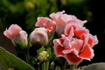 Gloxinia Flower Seeds White Orange for Planting - NON GMO Seeds Dhara Seeds