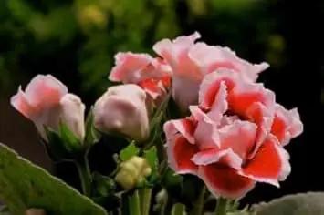 Gloxinia Flower Seeds White Orange for Planting - NON GMO Seeds Dhara Seeds