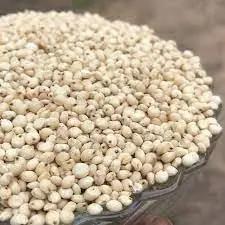 White Proso Millet Seeds for Planting - NON GMO Seeds Dhara Seeds