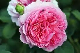 Damask Rose Bush Seeds for Planting – Heirloom, Non-GMO Flower Seeds for Gardens Dhara Seeds