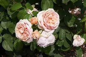 Juliet Flower Seeds for Planting - NON GMO Seeds Dhara Seeds