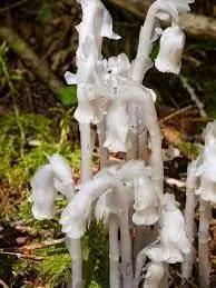 Monotropa Uniflora Indian Pipe Flower Seeds for Planting – Unique, Non-GMO, Heirloom Seeds Dhara Seeds