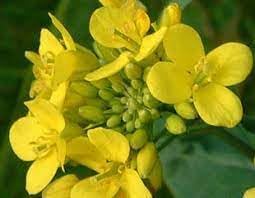 Wikipedia Flower Seeds for Planting - 100