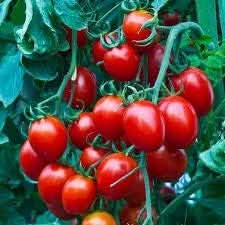 Tomato Vegetable Seeds for Planting – Rich Red Variety