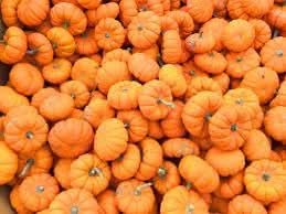 Pumpkin fruit seeds
