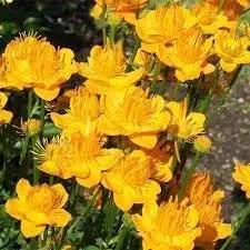 Trollius Flower Seeds for Planting - NON GMO Seeds Dhara Seeds