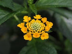 Verbena (Verbena scientific name) for planting in garden
