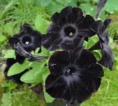 Mandevilla Flower Seeds for Planting - NON GMO Seeds for planting in home garden