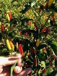 Hot pepper Capsicum annuum seeds for planting in home garden