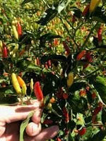 Hot pepper Capsicum annuum seeds for planting in home garden