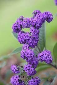 Heliotrope Flower Seeds for Planting - 100
