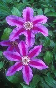 Clematis Flower Heirloom Non Gmo Image